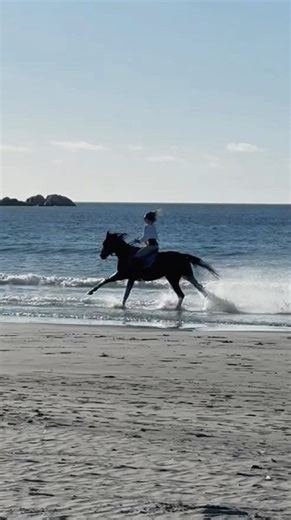 PHOTOGRAPHER /VIDEOGRAPHER EQUESTRIAN. AIX-EN-PROVENCE. FRANCE | Quand le coach explique avec passion comment galoper sur un cheval inconnu, sans casque, au bord de l’océan Atlantique, en restant... | Instagram