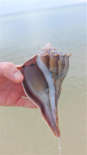 THAT moment you find the best shell of the day! 💙🐚🌊