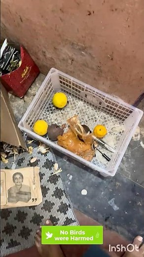 Waste Fruit Box to Make Chicken Hatching Easier 🥚🐔 | Simple Farm Idea