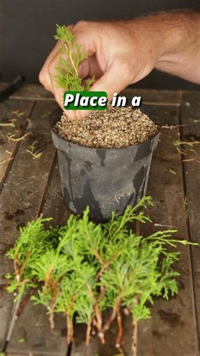 Take juniper cuttings - How and when
