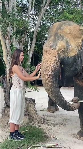 Asian elephant conservation _ Elephant Protection | A Story of Hope and Redemption