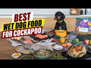 Beyond Kibble: Why Wet Food is Best for Your Cockapoo