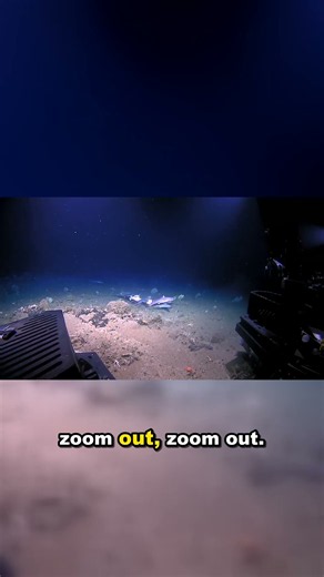 That Has a WHOLE Shark in Its Mouth