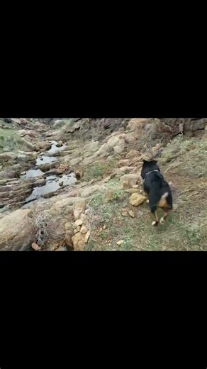 Mountain Creek Adventure with Dogg 🐕🌊 #englishshepherd #shorts #sheddog #shedhunting