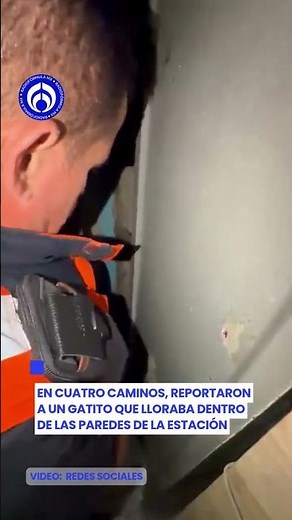 Subway rescue: kitten saved from trapped inside the subway walls