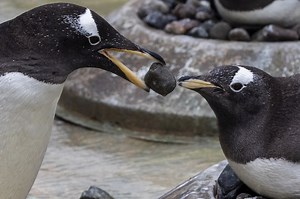 This penguin mating ritual ‘rocks’