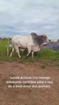 TIP, engorda de bovinos acabamento , dieta total terminação a pasto.