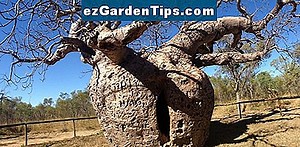 Mesquite Tree Facts 🌱 Consigli Giardinieri - It.ezGardenTips.com