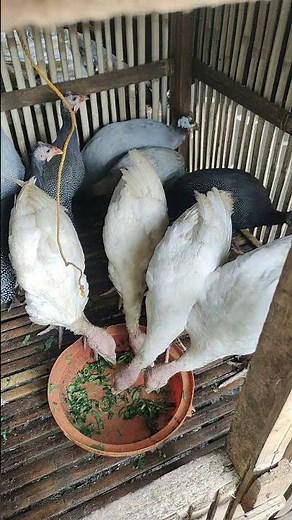 Gueina fowl / Benggala / poultry #farming #guineafowl