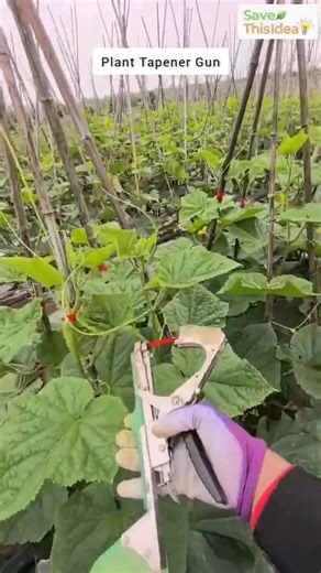 THIS TOOL TIES PLANTS IN SECONDS 😳🌱 #shorts #gardening #farming #trending #plants #cucumber