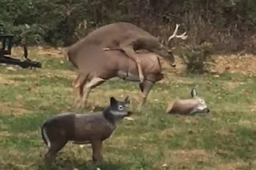 Frisky deer is confused when he humps a decoy doe’s head off