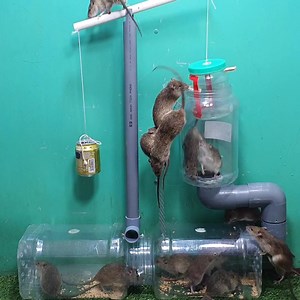 576K views · 1.3K reactions | Best mouse trap ideas The best Mouse trap 2023/Rat trap | Open Video | Facebook