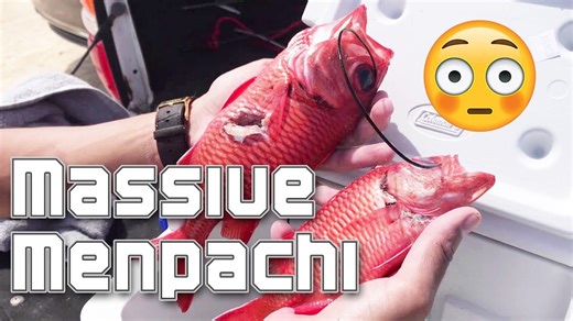 My Friend Caught a HUGE Menpachi! Epic Catch & Cook Adventure