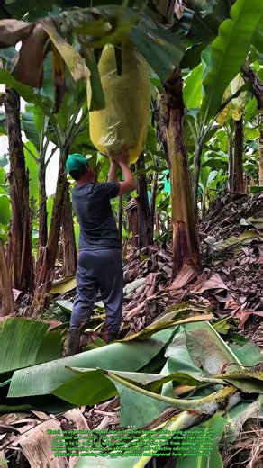 Traditional Banana Harvesting Technique | Fast & Efficient Banana Plantation Farming