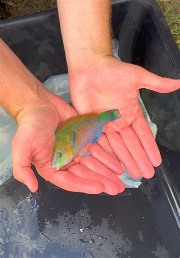 Backyard Tide Pool Fish: How to Add 2 Fish Safely