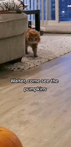 887K views · 10K reactions | 499_Walter meets some other orange things  #cat #pumpkin #catsoftiktok #foryourpage #fyp #fy #cat #reels #viral #catlover #foryouシ | Walter the Catt | Facebook