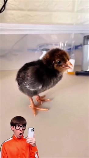 #Experiment Hatching Chicks with Milk