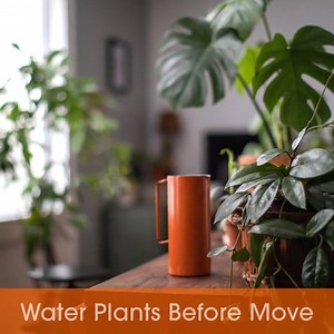 Wondering what to do about your plants to protect them during your move? Here’s how to keep them thriving. | Public Storage | Facebook