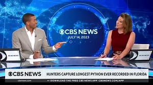 Découvrez les images impressionnantes d'un python birman de presque 6 mètres de long capturé en Flor