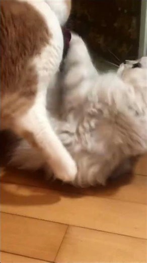 milk is smaller than cha 🐾milk does not know #shorts #viralshorts #cats #catshorts