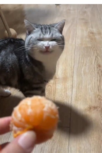 Cats React to Unpleasant Smells