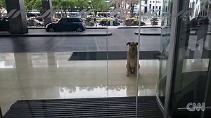 Flight attendant Olivia Sievers befriended a stray dog in Buenos Aires, Argentina. He would wait outside her hotel every time she returned, until one day she finally adopted him. This heartwarming story surfaced in August http://cnn.it/2hLOshB | CNN