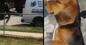 Dog snatched from Humane Society van on camera