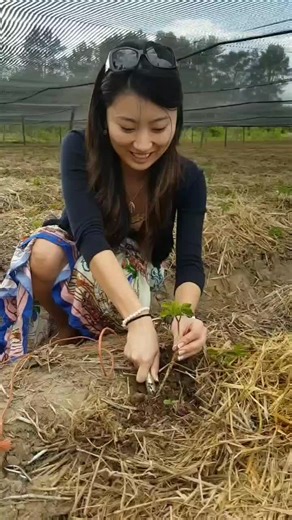 Exploring Ginseng Root Digging Techniques