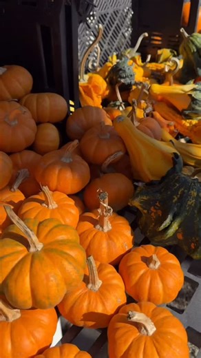 YUP! Why not support local businesses?! 🫶🏻✨ ⏰ OPEN⏰ 📍67 Avery Ave, Patchogue! 9a-6p Monday-Saturday & 10a-5p on Sunday! 📍Union Square Greenmarket 8a-5p Wednesday, Friday & Saturday! (Weather Permitting) . . . #gardencenter #longisland #localgardencenter #greenhouse #plantshop #shoplocal #patchogue #supportlocal | Fantastic Gardens of Long Island