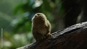 A tiny eastern pygmy marmoset (Callithrix pygmaea) sits in a shaft of light and cautiously looks for danger. Pygmy marmoset are native to the Amazon and the smallest monkey species in the world