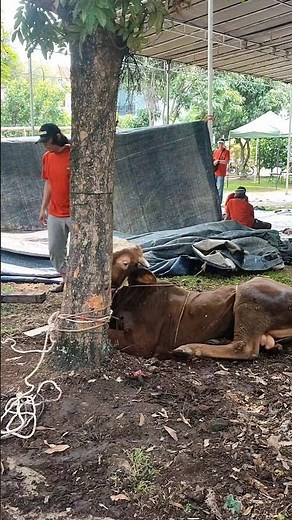 Sapi Kurban Ngamuk! Nyaris Lepas Saat Hendak Disembelih!