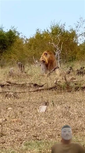 Male Lion Carries a Warthog After a Successful Hunt | Wildlife Moment..
