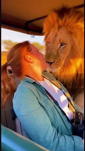 Lion Licks Woman’s Face During Safari – She Laughs Like It’s Normal! 😱🦁 #WildlifeMagic