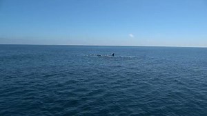 29K views · 675 reactions | It was not whales and dolphins that drew...