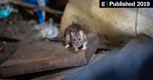 Rats Are Taking Over New York City