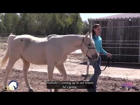 Catching the Horse in a Paddock with Teresa Kackert