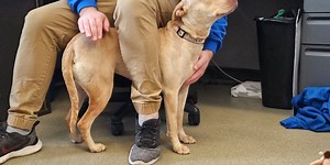 UPDATE: Man arrested for torturing dog in Douglas County