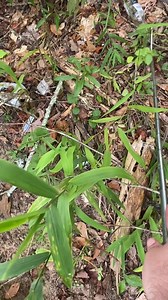 3.6K views · 32 reactions | Snake hooks and snake tongs are also good for picking up trash. It’s ashame so many people can’t respect the environment but I don’t mind cleaning it up. | Critters Of The World & Southern Outdoor Education | Facebook