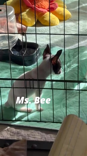 #Morning puppy playtime!Tatonka’s acting like a little buffalo again — full of bounce and attitude! 😄 Beauty takes on the lil’ beast, while Miss Bee 🐝 keeps her focus on the kibble. Believe it or not, they’ve gone 90-to-nothing and are already out cold for their mid-morning nap! 💕 #sharpfox #sharpfoxtoyfoxterriers #growinguptft #toyfoxterrierjoy #puppylove #terrierheart | Sharpfox toy fox terriers