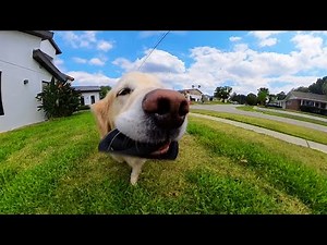 POV: You Are the Dog Toy