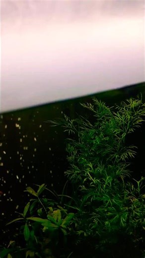 Aquarium Planted Ready #trending #viral #shorts #youtubeshorts