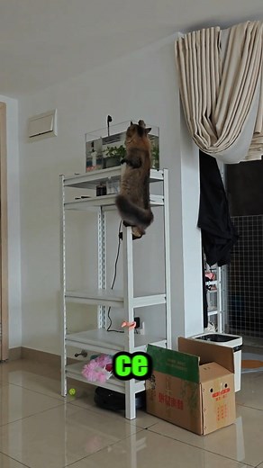 Mission Impossible pêcher dans l’aquarium #fblifestyle | Le Monde des Chats et Chiens