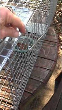 Havahart 1079 Live Animal Trap Not Locking Closed After Being Triggered
