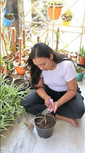 Found a hidden treasure in my Alocasia🌱Learn how to grow baby plants from acorms💚#plants #gardening