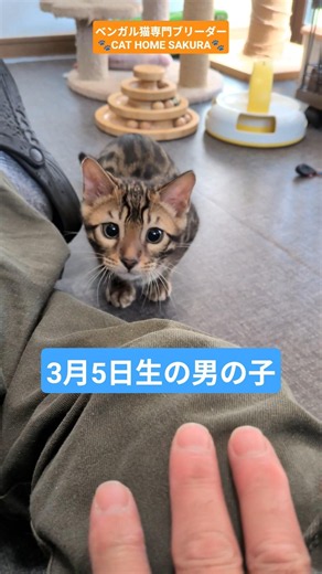 生後3カ月のベンガル猫