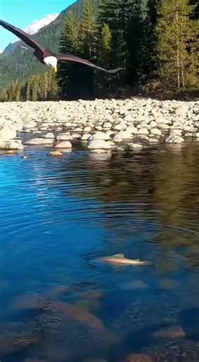 Promptopia AI on Instagram: "A bald eagle circles overhead before executing a flawless dive straight into the water. It snaps up a trout mid-flight and soars away with its fresh catch held head-first in its beak!"