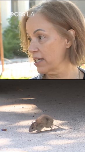 A home believed to be infested with as many as 500 rats has plagued an Irvine neighborhood with rodents running around the streets for the last few weeks. Neighbors living along Typee Way have made several calls to Irvine’s Code Enforcement Department and have been told that the homeowners would have to deal with the rat problem. | CBS LA