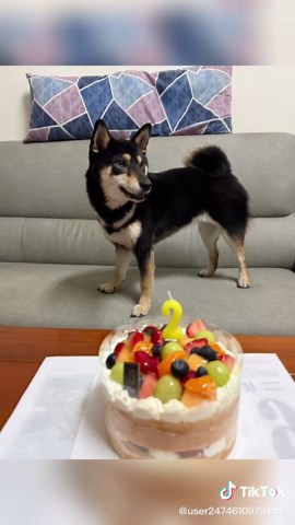 #小黑柴～波妞 生日快樂🎂