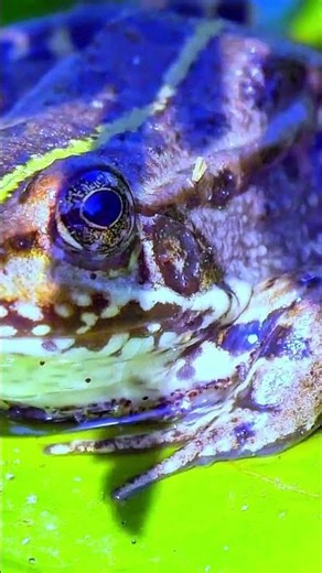 Golden Poison Dart Frog: The World's Deadliest Amphibian! | Fascinating Facts