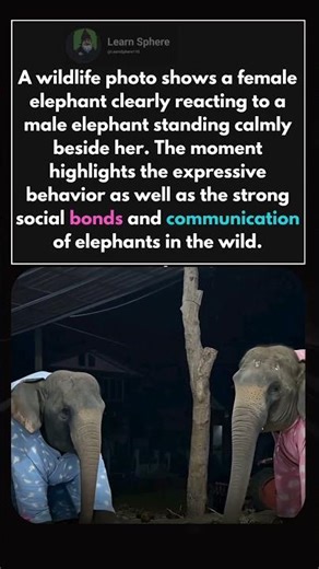The Language of Elephants 🐘💛